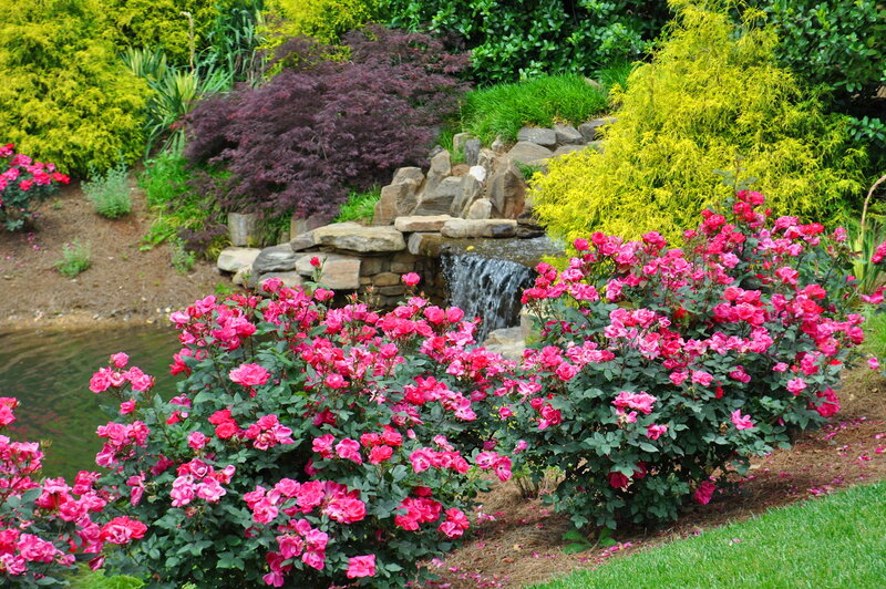 Pink Roses and Waterfall — Serene, Summer