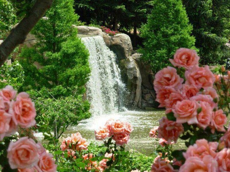 Pink Roses and Waterfall — Serene