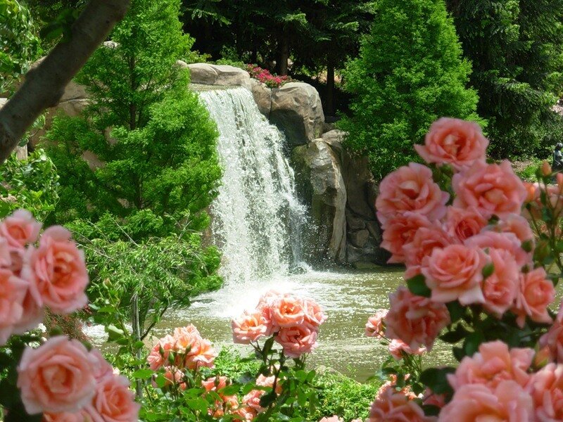 Pink Roses and Waterfall