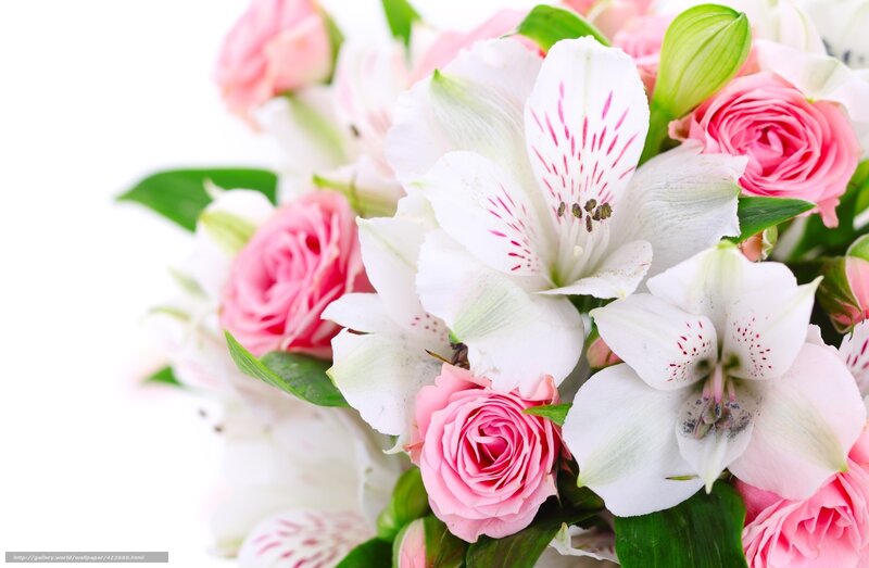 pink roses and white alstroemeria