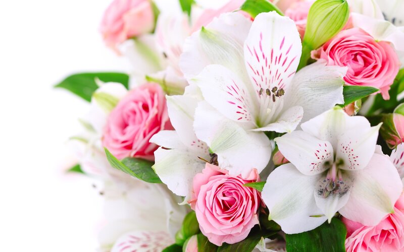 pink roses and white alstroemeria