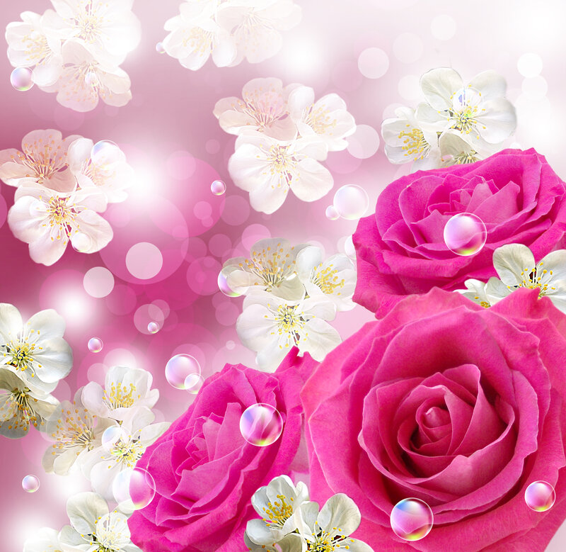 Pink Roses and White Blossoms