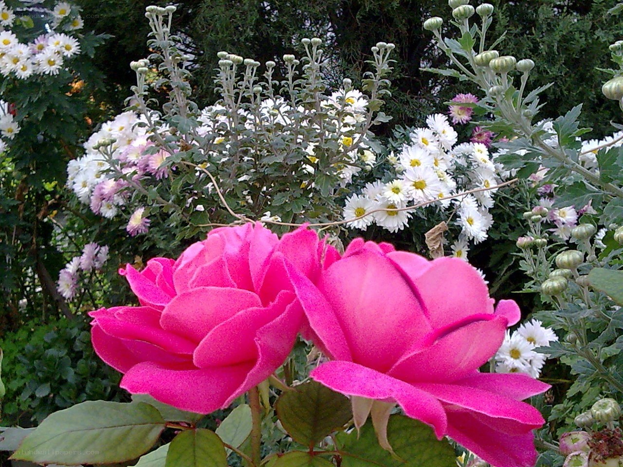 Pink roses and white chrysanthemums