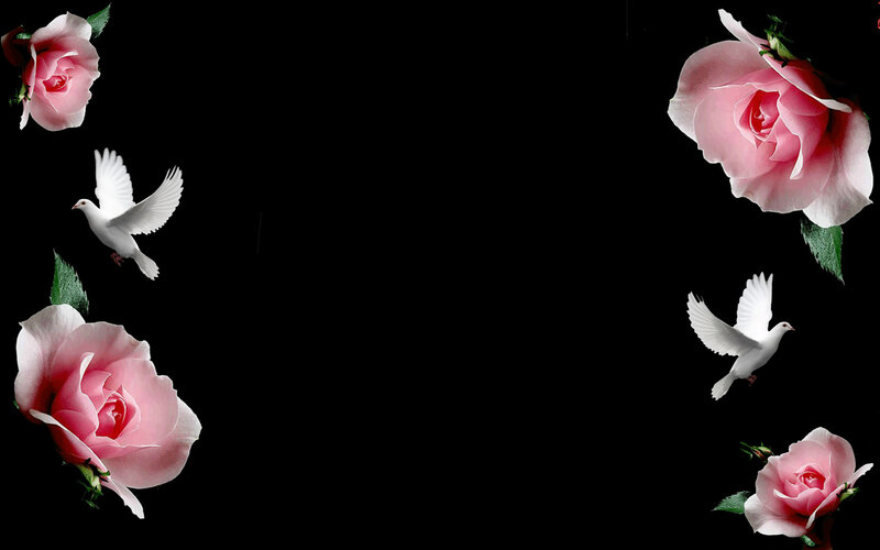 Pink Roses and White Doves — Black