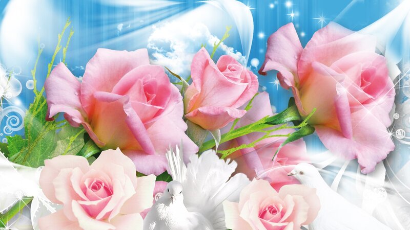 Pink Roses and White Doves