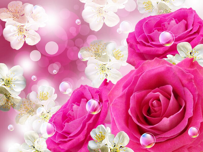 Pink Roses and White Flowers — Romantic, Spring