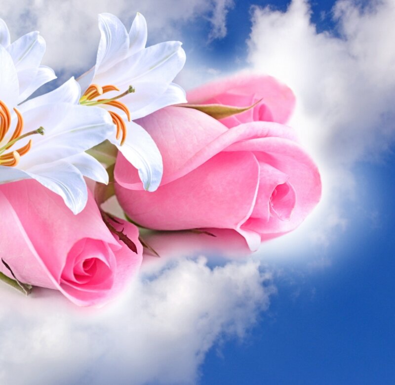 Pink Roses and White Lilies — Serene