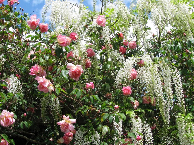 Pink Roses and Wisteria — Serene