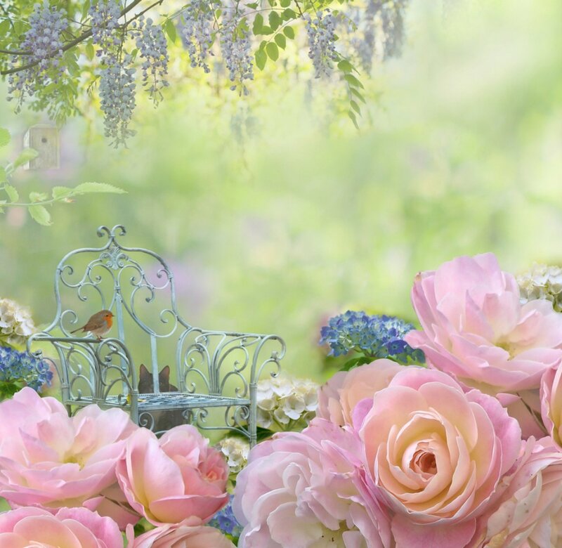 Pink Roses and Wisteria