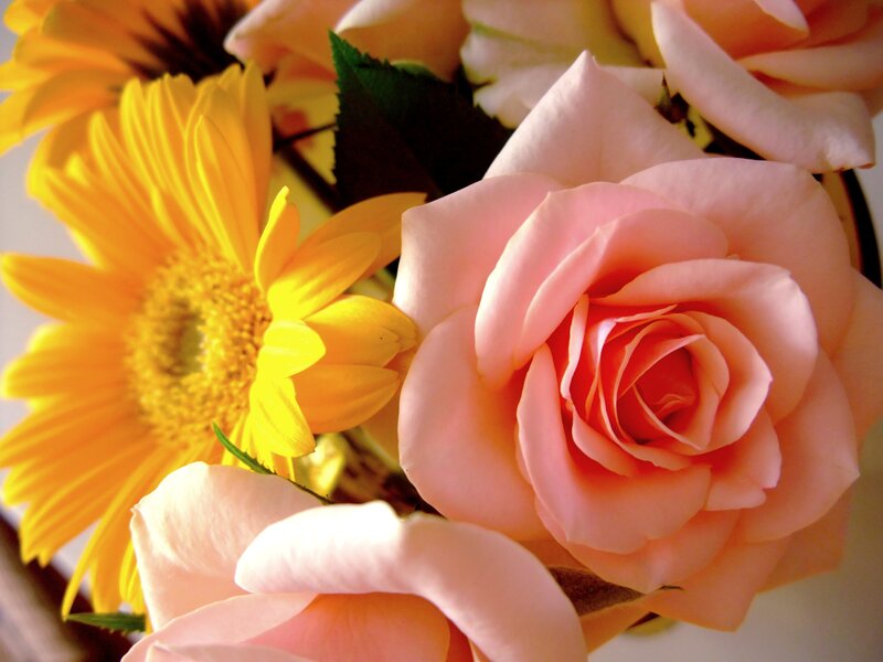 Pink Roses and Yellow Daisy