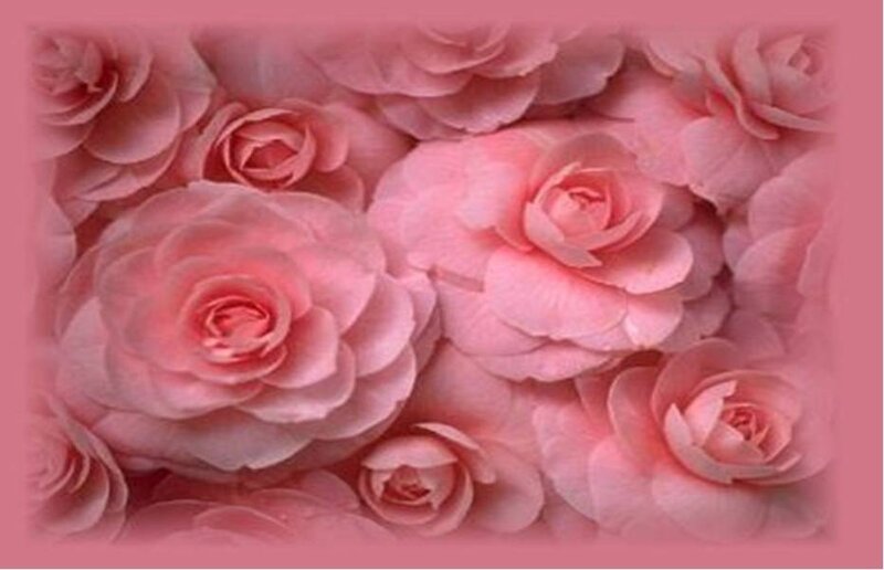 Pink roses background