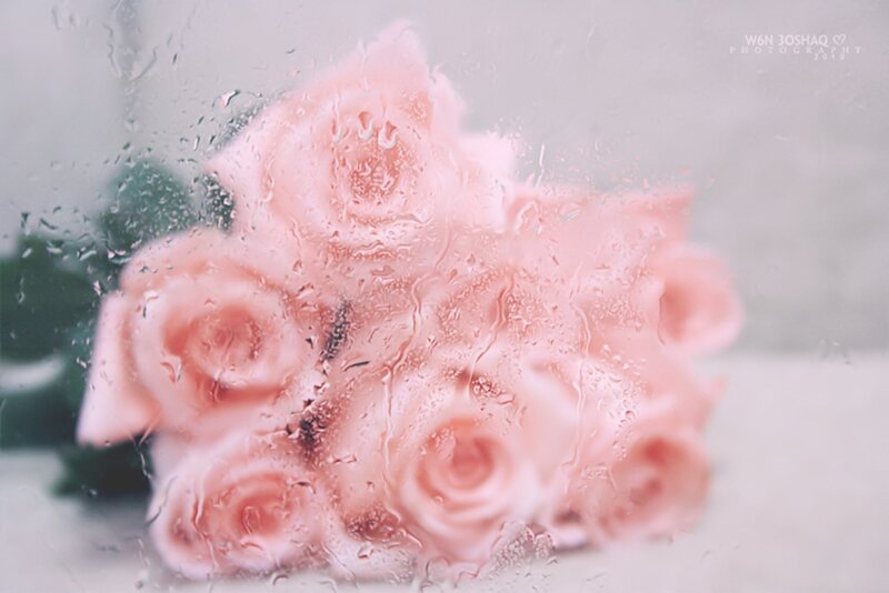 Pink Roses Behind Glass — Soft