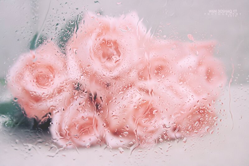 Pink Roses Behind Glass