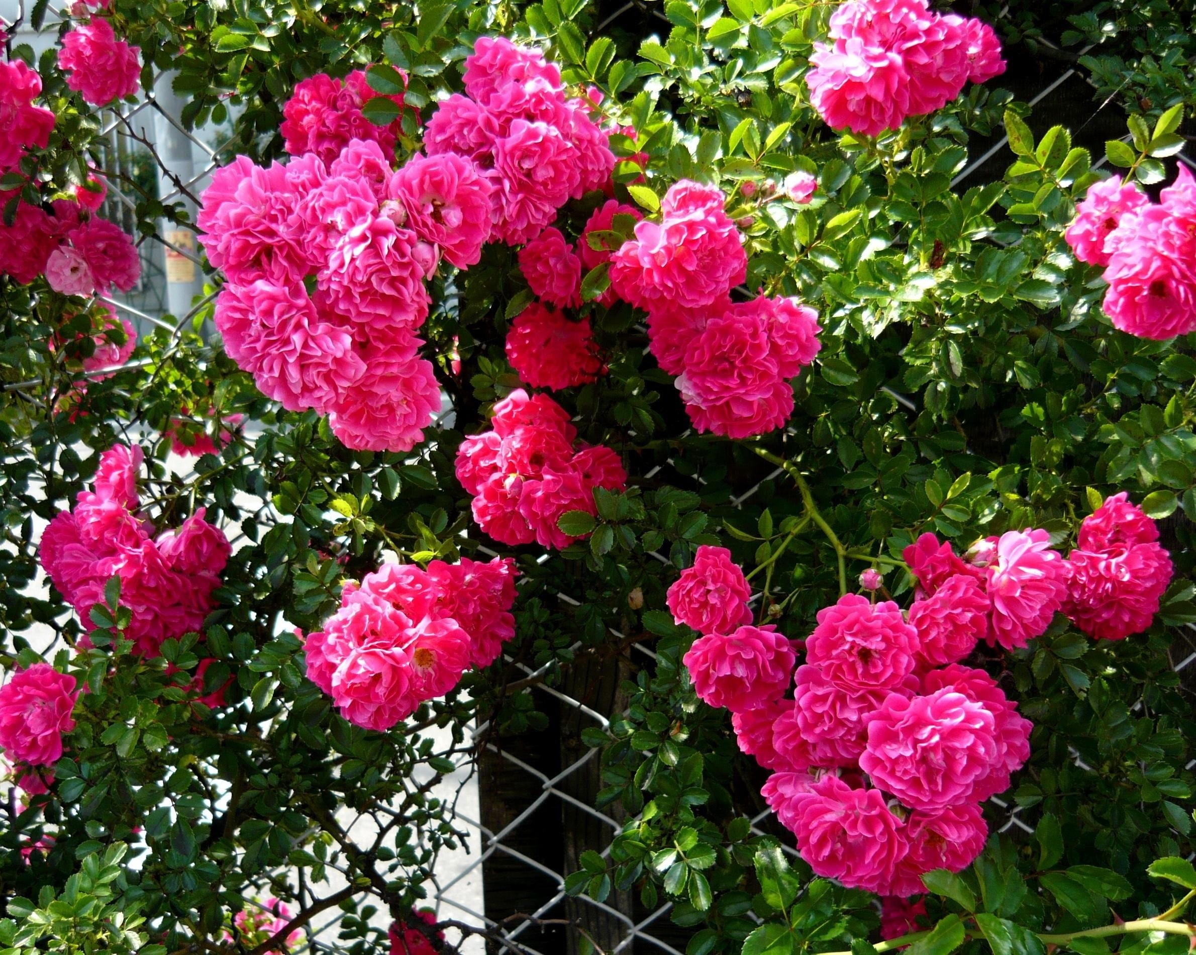 Pink roses blooming on a fence