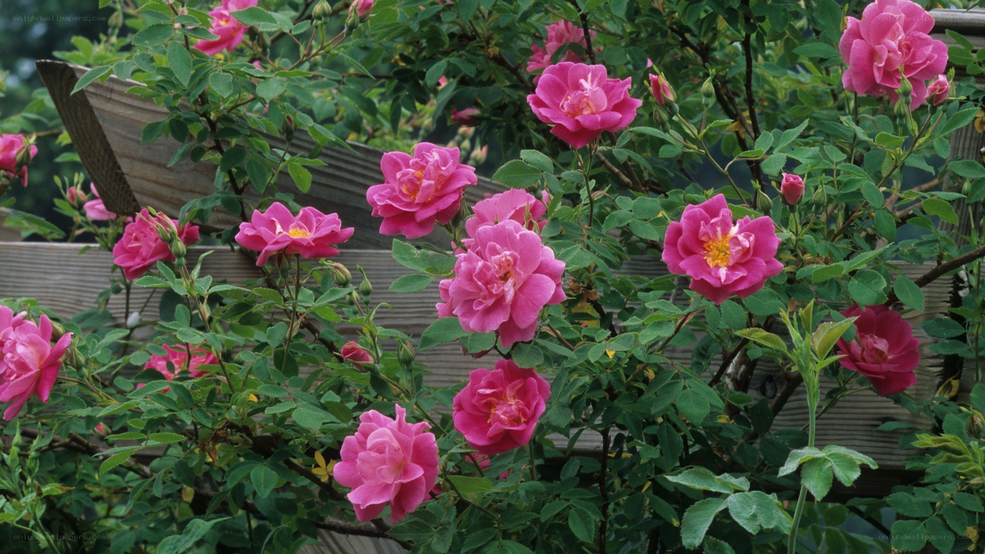 Pink roses blooming on a vine