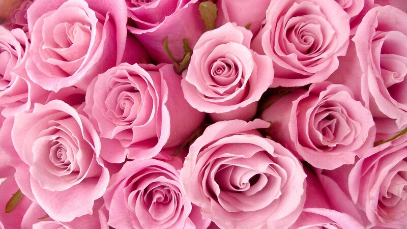 Pink roses bouquet