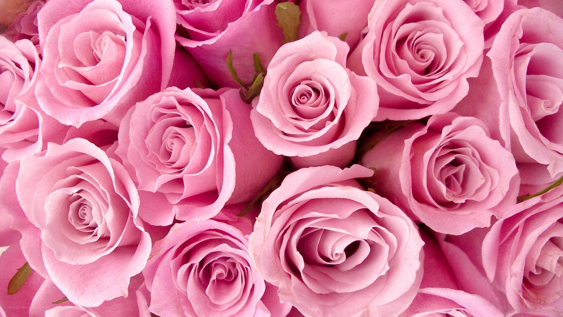 Pink roses bouquet