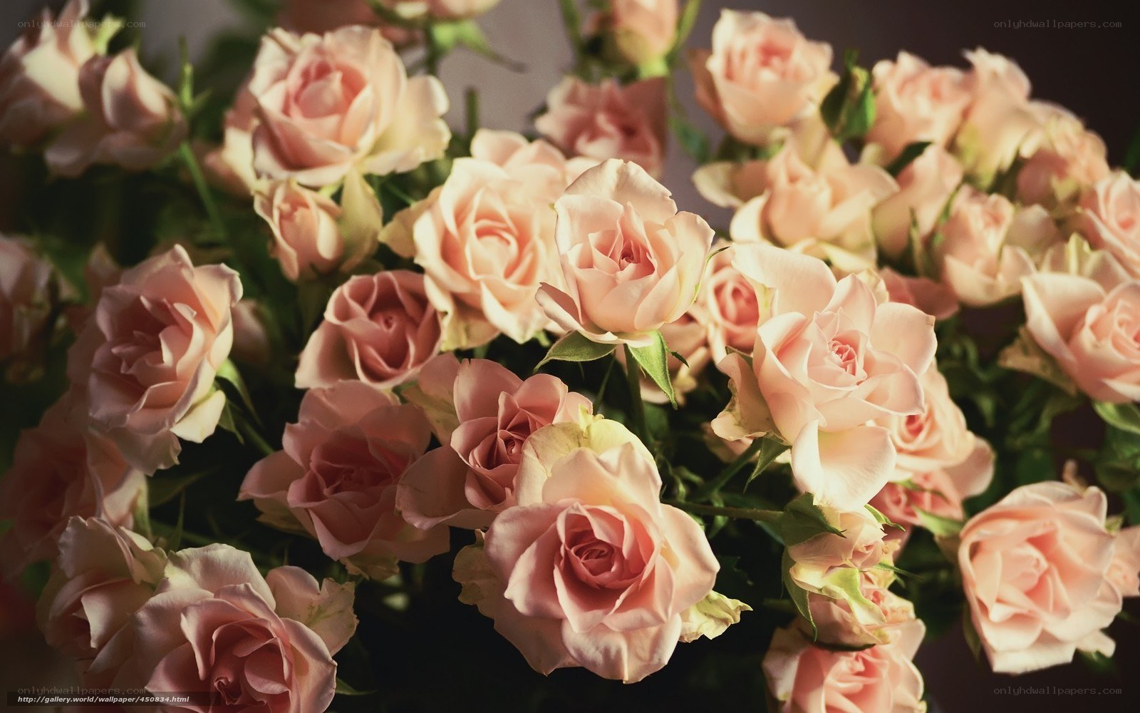 Pink roses bouquet