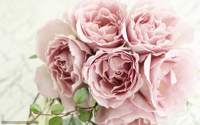 Pink roses bouquet