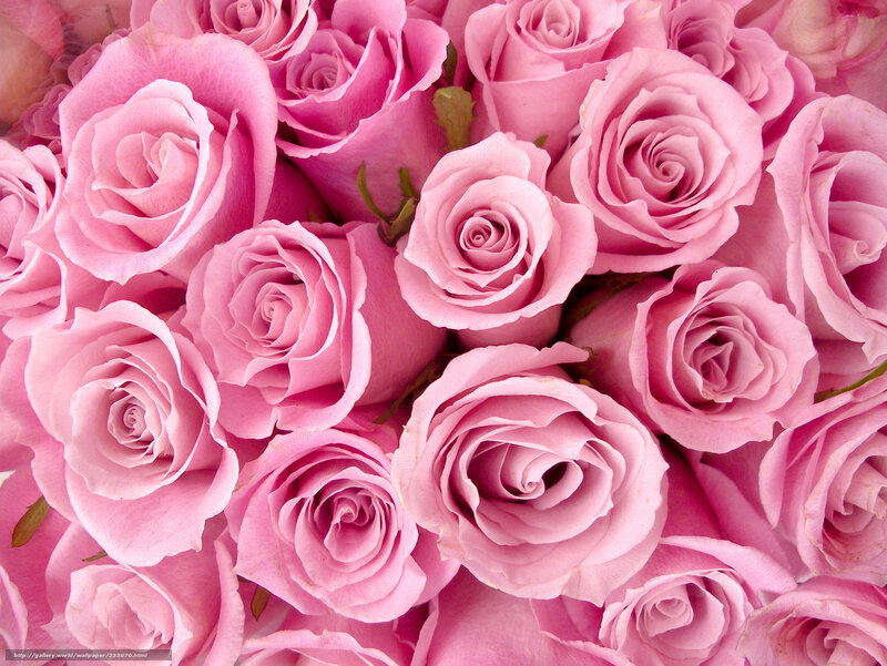 Pink roses bouquet
