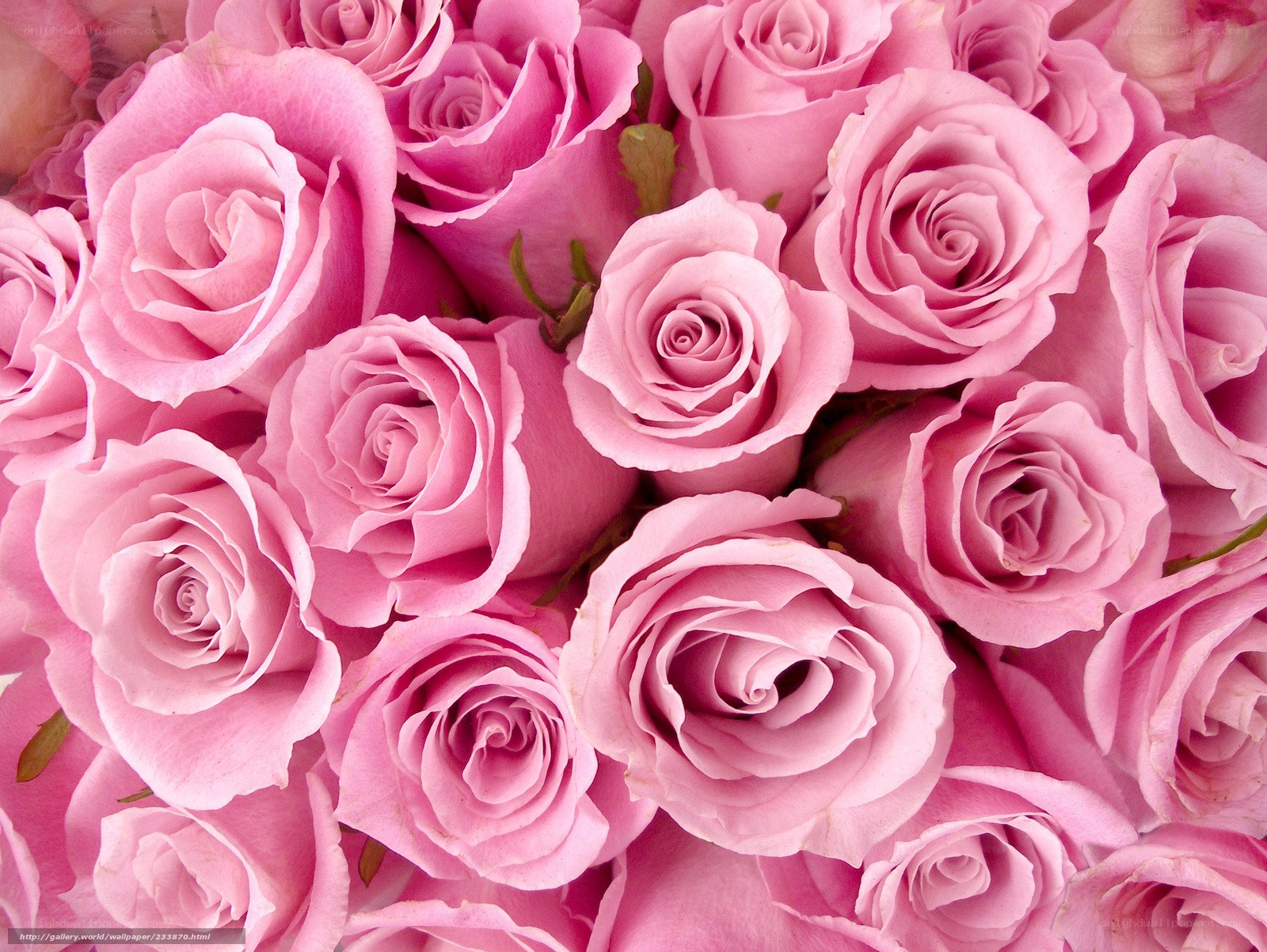 Pink roses bouquet