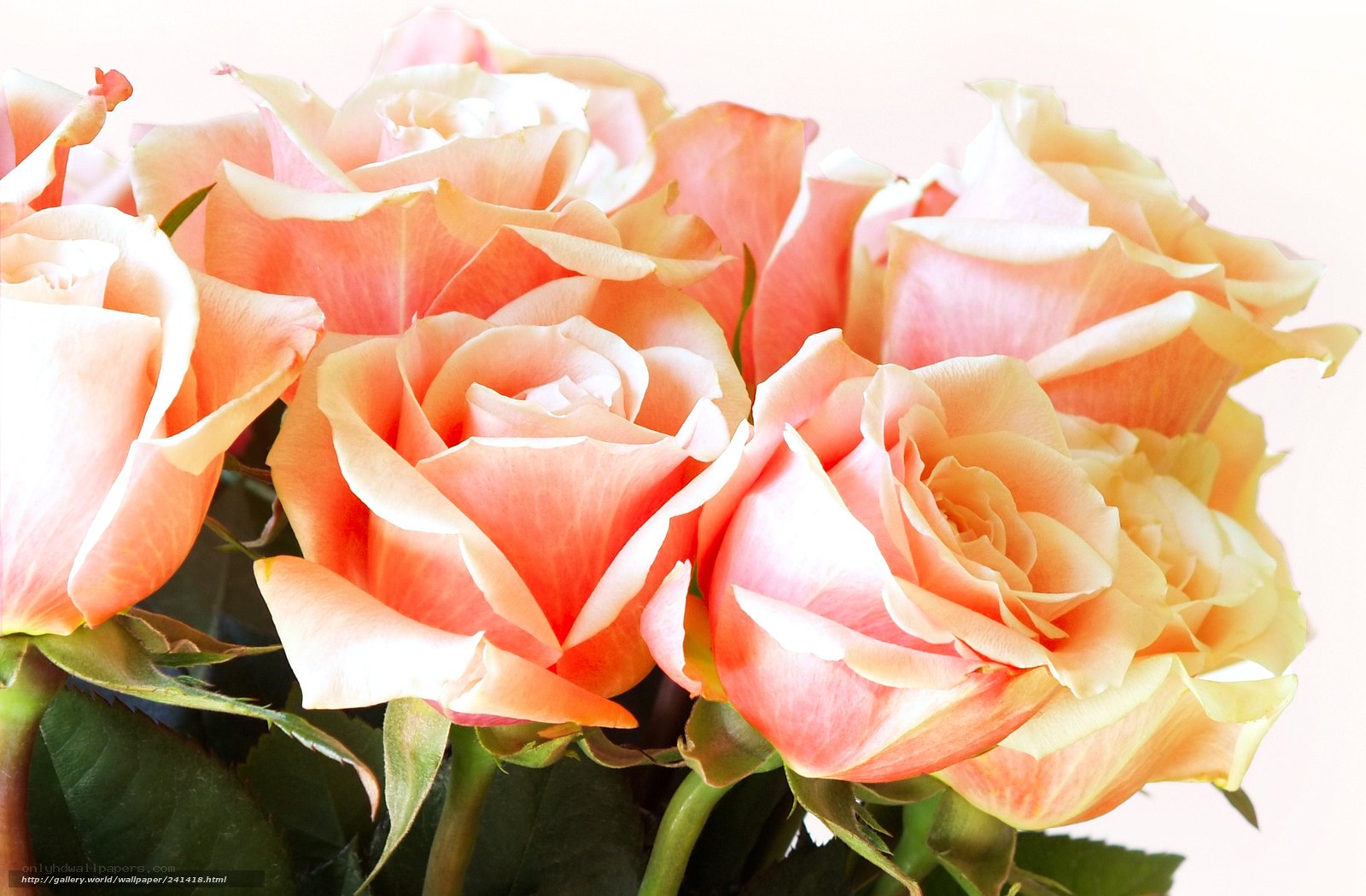 Pink roses bouquet