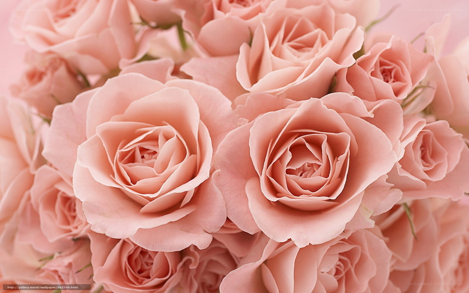 Pink roses bouquet
