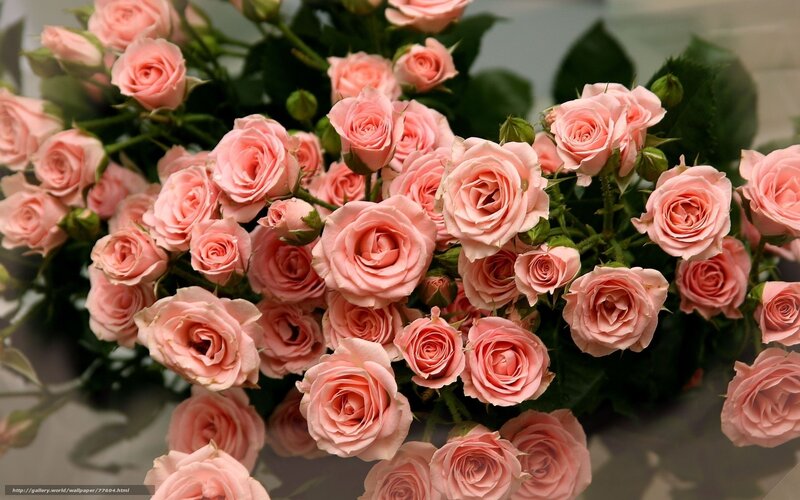 Pink roses bouquet