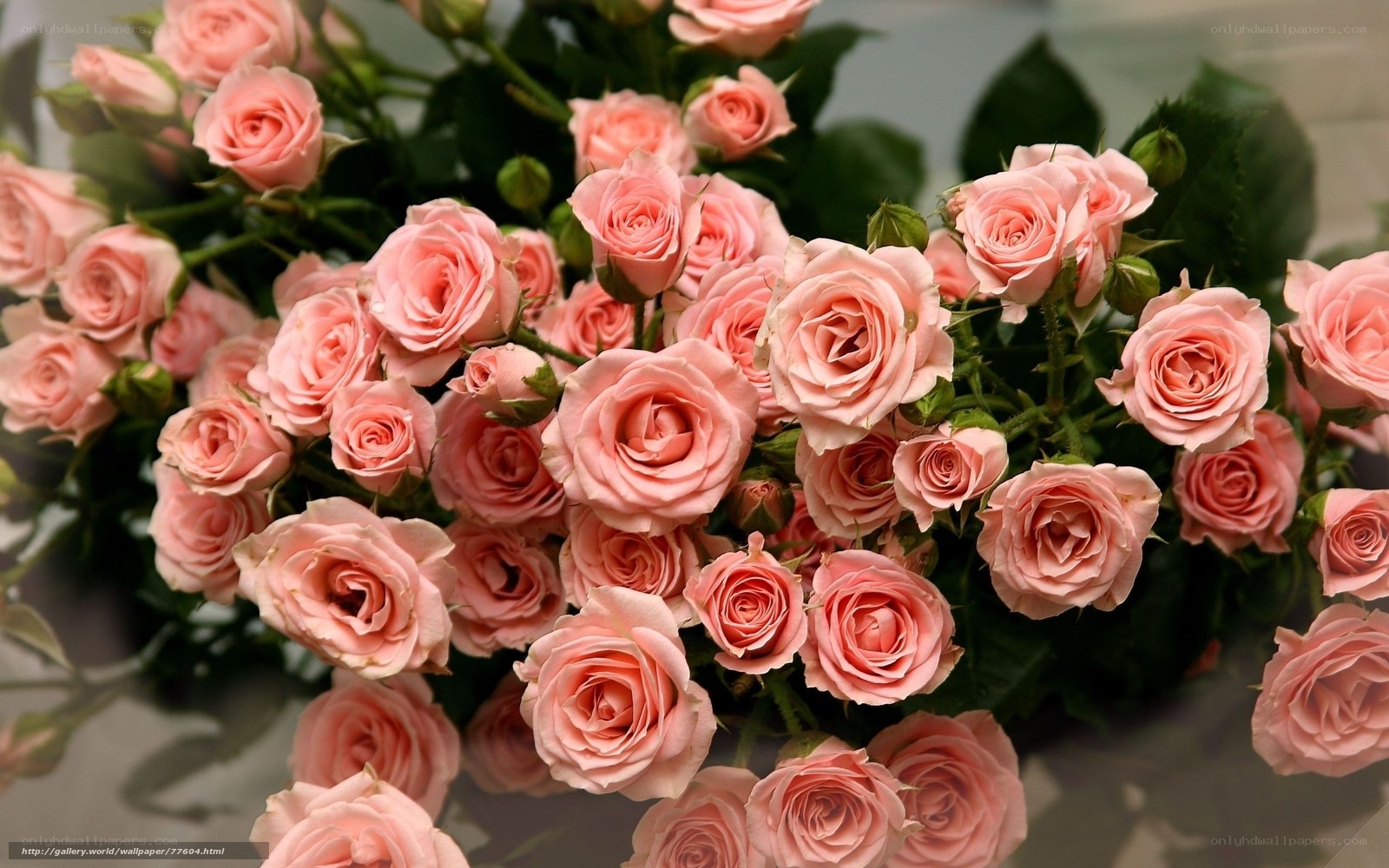 Pink roses bouquet