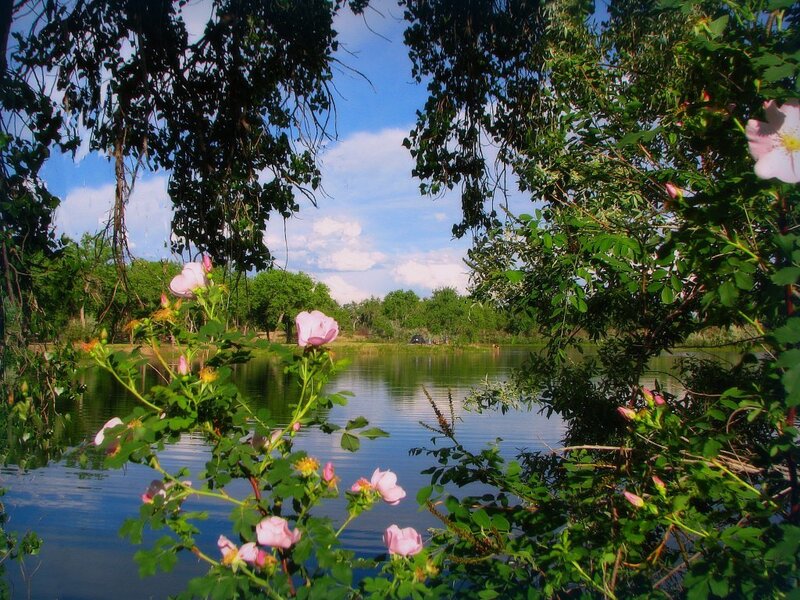 Pink roses by a lake