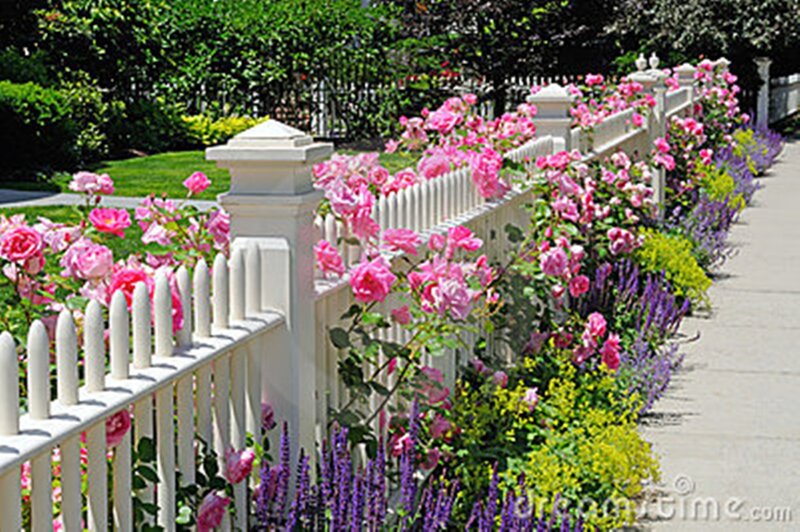 Pink Roses by Fence