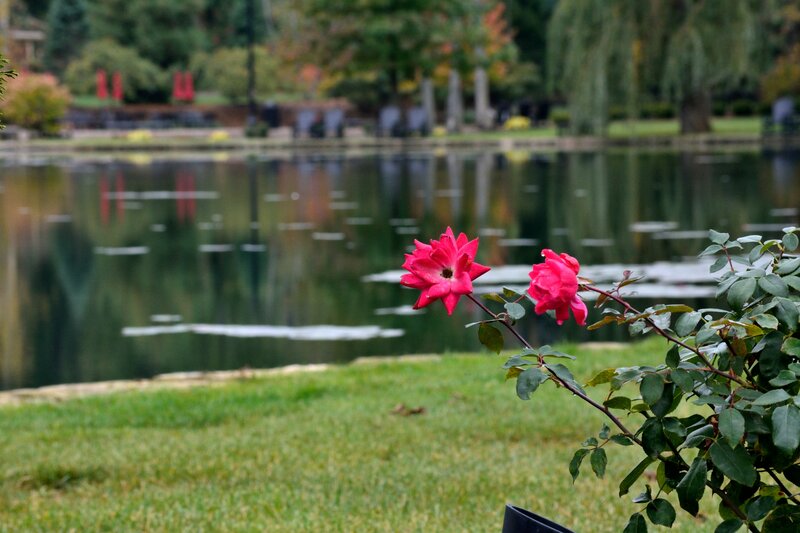 Pink Roses by Pond — Green, Serene, Autumn
