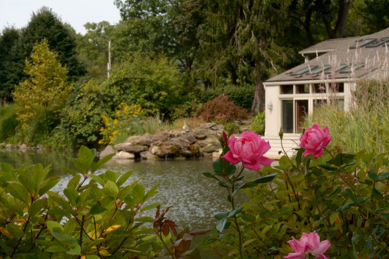 Pink Roses by Pond — Green, Serene