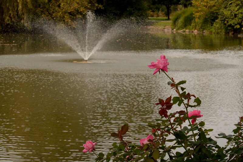 Pink Roses by Pond — Green