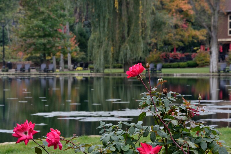 Pink Roses by Pond — Red