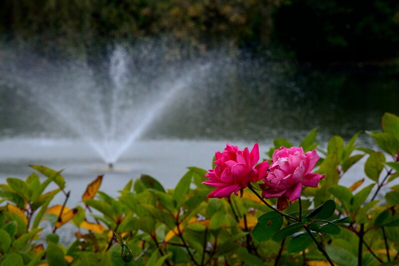 Pink Roses by Pond — Serene