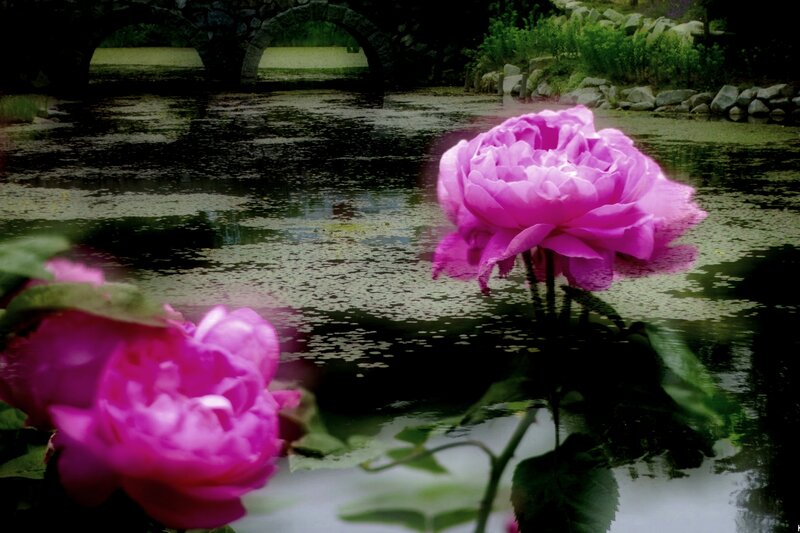 Pink Roses by Pond