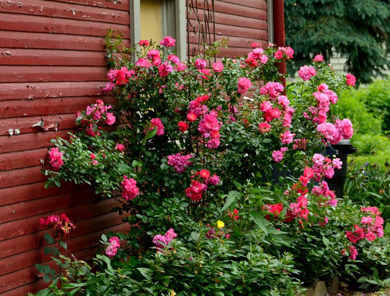 Pink Roses by Red Wall