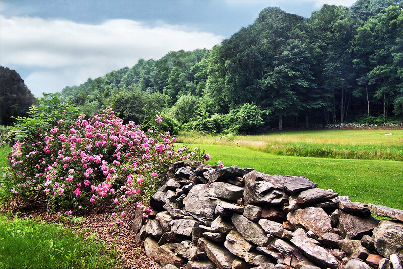 Pink Roses by Stone Wall — Green