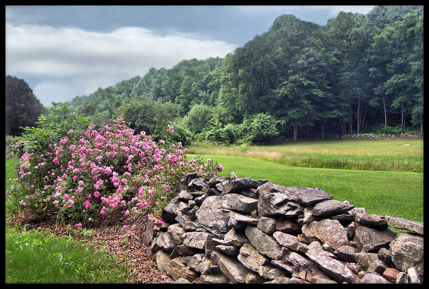 Pink roses by stone wall