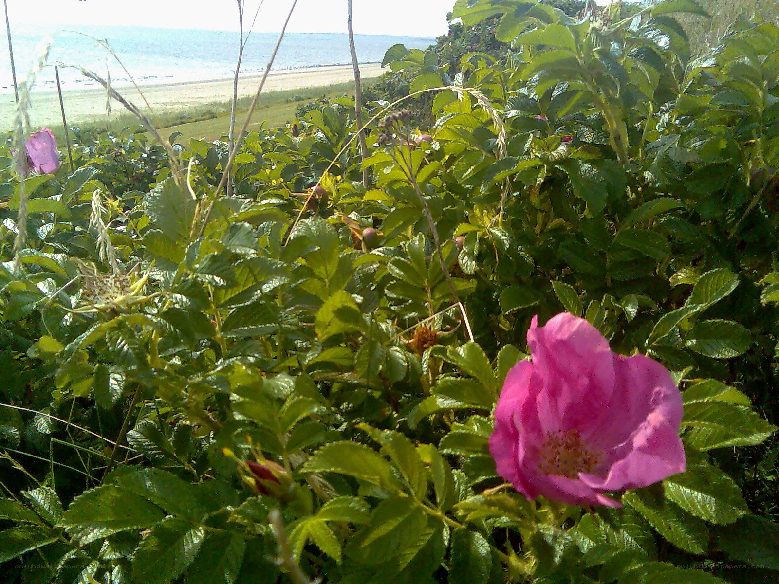 Pink roses by the beach