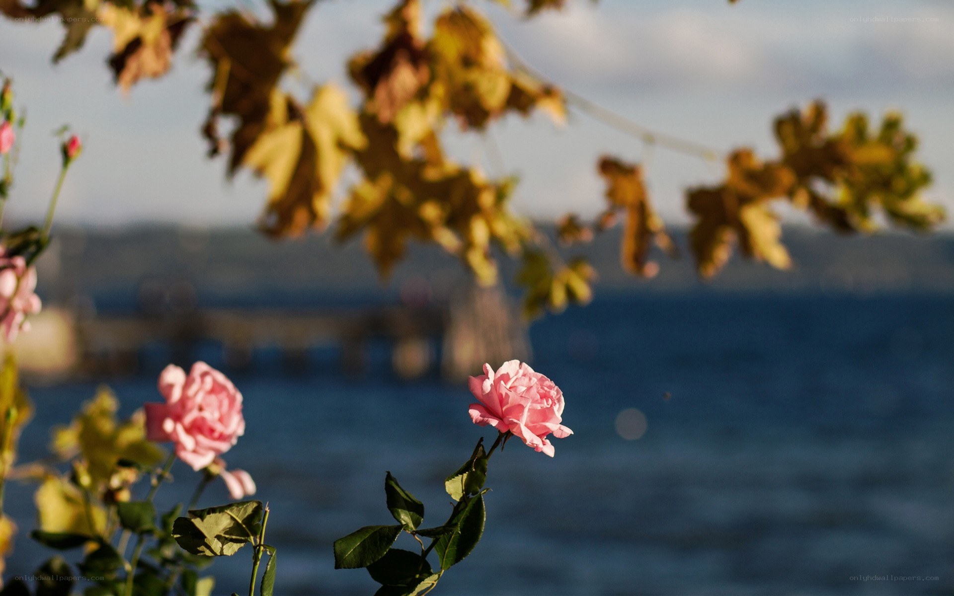 Pink roses by the water