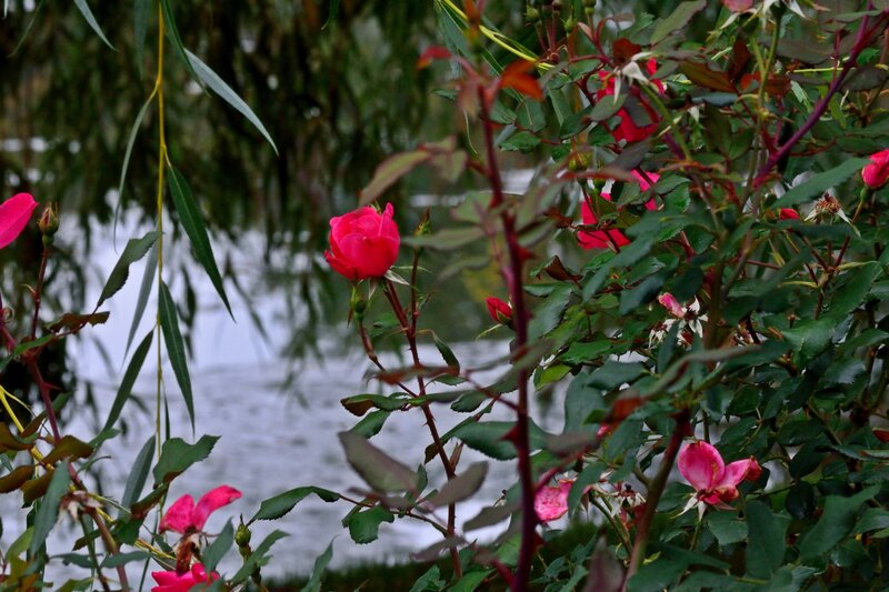 Pink Roses by Water