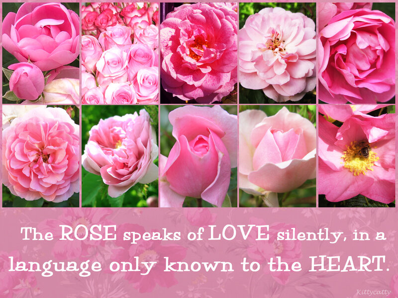 Pink Roses Collage — Serene