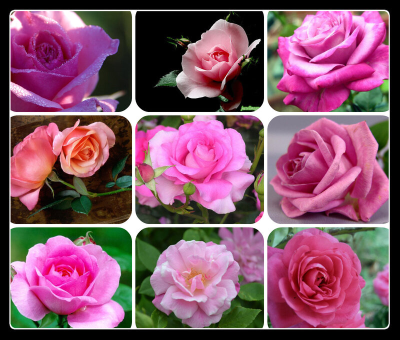 Pink Roses Collage
