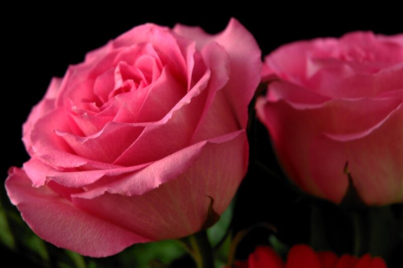 Pink Roses — Dramatic, Photograph