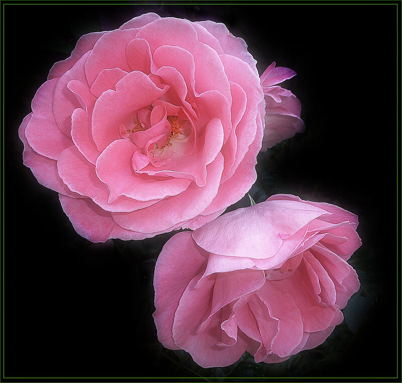 Pink Roses — Dramatic