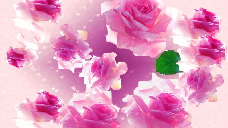 Pink Roses Floating