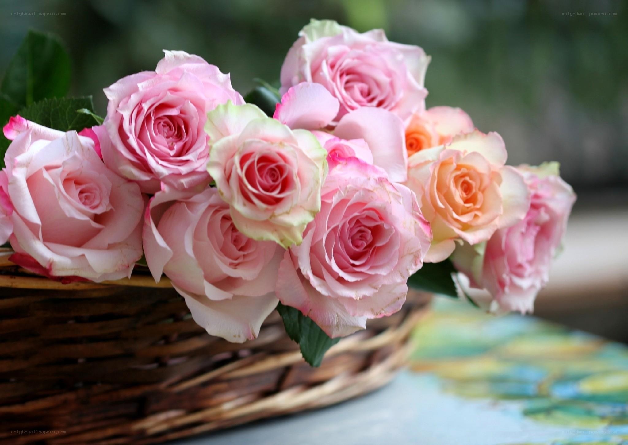 Pink roses in a basket