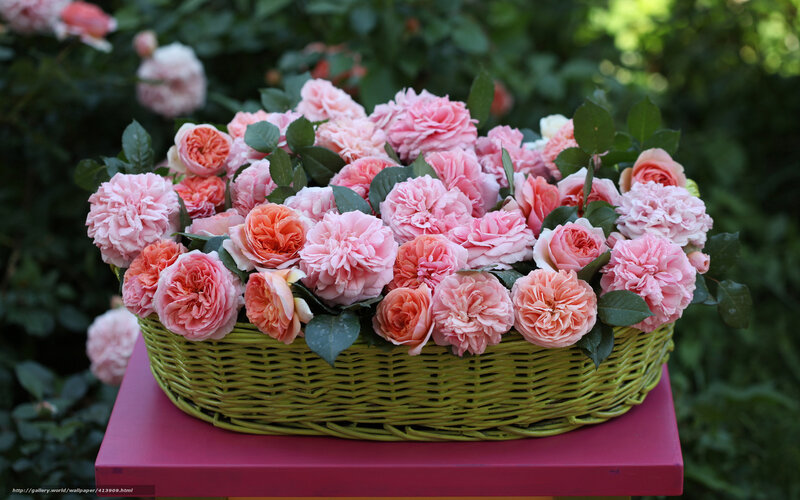Pink roses in a basket